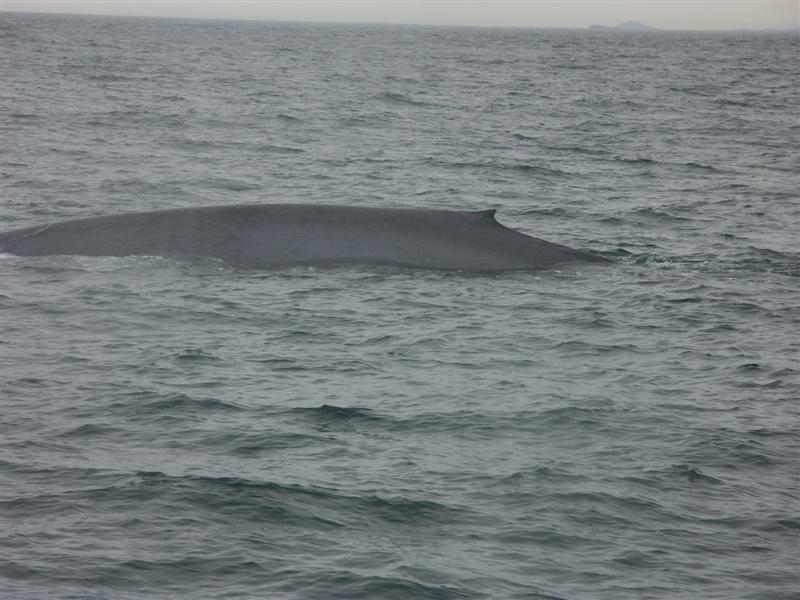 Iceland Blue whale.jpg